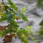 Le Chêne d'Olivia au début de l'automne